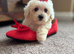 Maltipoo puppy white honey small toy puppies small dog