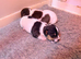 Jack Russell pup 1 x available