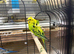 Helicopter budgie