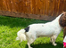 2 year old Springer