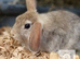 ONLY 1 beautiful boy Mini lop/Mini rex left