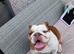 Sally 4 years old female English bulldog