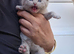 GCCF Registered Lilac British Shorthair
