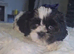 Shih Tzu puppies for sale