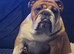 English bulldog gorgeous pups KC registered genuine breed colours