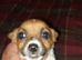 Jack Russel Terrier