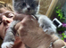Mainecoon x