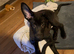 Male German shepherd