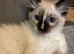 LAST girl stunning ragdoll extremely loving