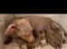 REDUCED LAST 3 TO GO very small miniature dachshund