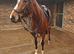 Tb ex race mare