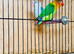Pair of love bird