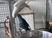 Blue and white Quaker parrot pair