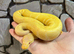 Albino Pin Royal Python at Birmingham Reptiles