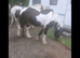 John - 13'3 traditional cob gelding rising 4-year old