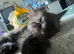 Maine Coon Kittens (Tuxedo and Black Smoke Boys)