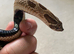 Male conda hognose