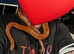 Beautiful female corn snake.