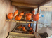 Red factor canaries in East Sussex