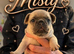 3 female french bulldogs puppies