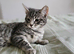 4 beautiful tabby kittens for sell/rehomeing