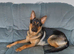Beautiful German shepherd female