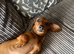 Miniature dachshund