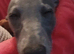 10 week old whippet