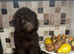 miniature poodle pups