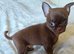 Tiny Chocolate smooth coat Chihuahua babies