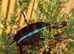 Panther Chameleon F1