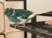 Bonded pair of kakarikis male and female 6 months old