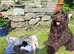 Beautiful Cockapoo Puppies For Sale