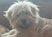 Chow Chow cross, sad sale, lovely dog