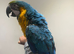 Baby HandReared Blue & Gold Macaw Parrot
