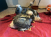 Baby african greys *2 remaining*