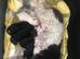 Purebred mini poodles ready for their forever homes