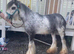 REDUCED - Mini cob colt blue blagdon