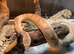 Solomon Island Ground Boa at Birmingham Reptiles