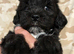 Shi poo puppies for sale