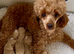 F1 Maltipoo puppies DNA tested Clear