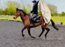 Stunning King / fantastic hack , allrounder