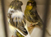 Beautiful gloster canaries