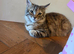Kittens ready now