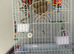 2 rosellas about 1year old