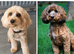 3 x Toy F2 Cockapoo puppies left!