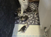 6 x persian x cross kittens