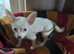 Jackawawa puppies