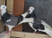 Deep Roller pigeons