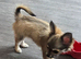 Stunning chihuahua girl available